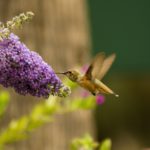 nature, flower, flora-3270680.jpg