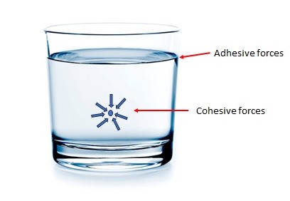 Cohesion versus Adhesion
