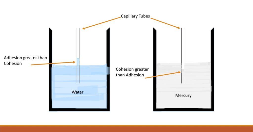 How capillary motion differs in water from mercury.