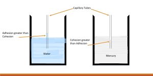 How capillary motion differs in water from mercury.