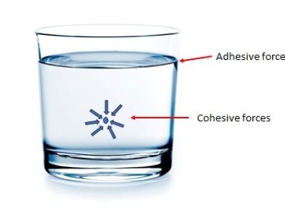 Cohesion versus Adhesion