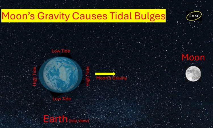 Tidal Bulges in ocean due to the Moon's gravity